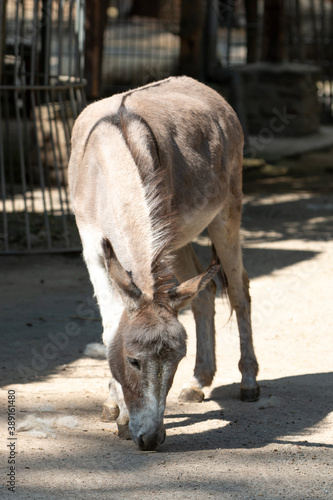 donkey (In german Hausesel) Equus asinus asinus