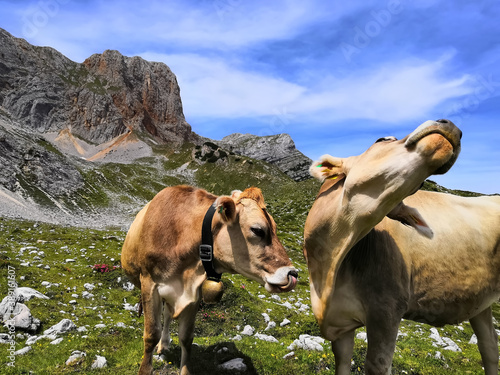 Almsommer auf der Rossalm (Pragser Dolomiten) photo