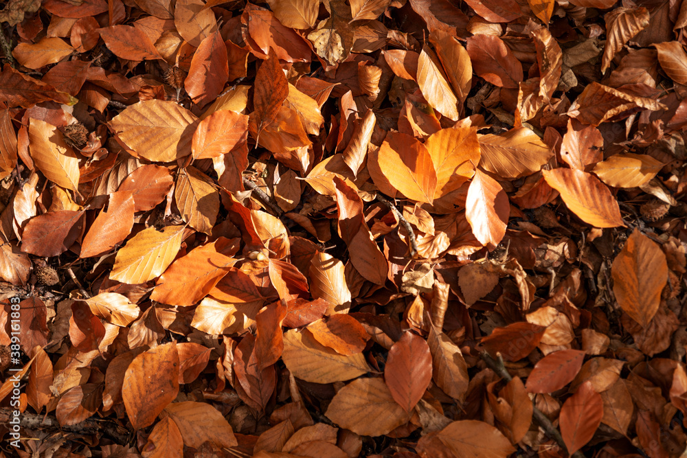 Leaves of the beech tree on the forest floor. Autumnal background Leaves of the beech tree on the forest floor. Autumnal background
