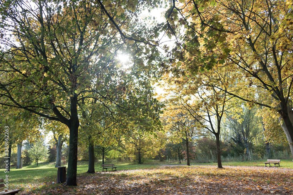  automne un parc avec pleines des arbres et feuilles jaunes