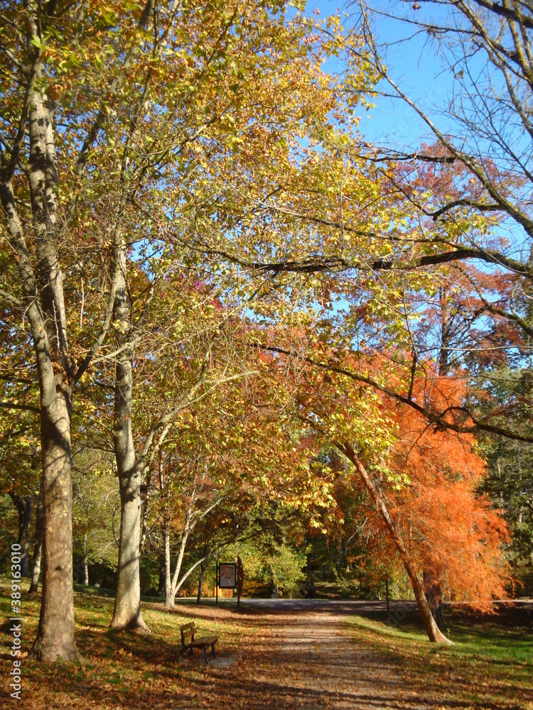 autumn in the park