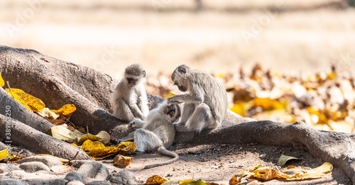 Vervet monkey (Chlorocebus pygerythrus) in Zimbabwe photo