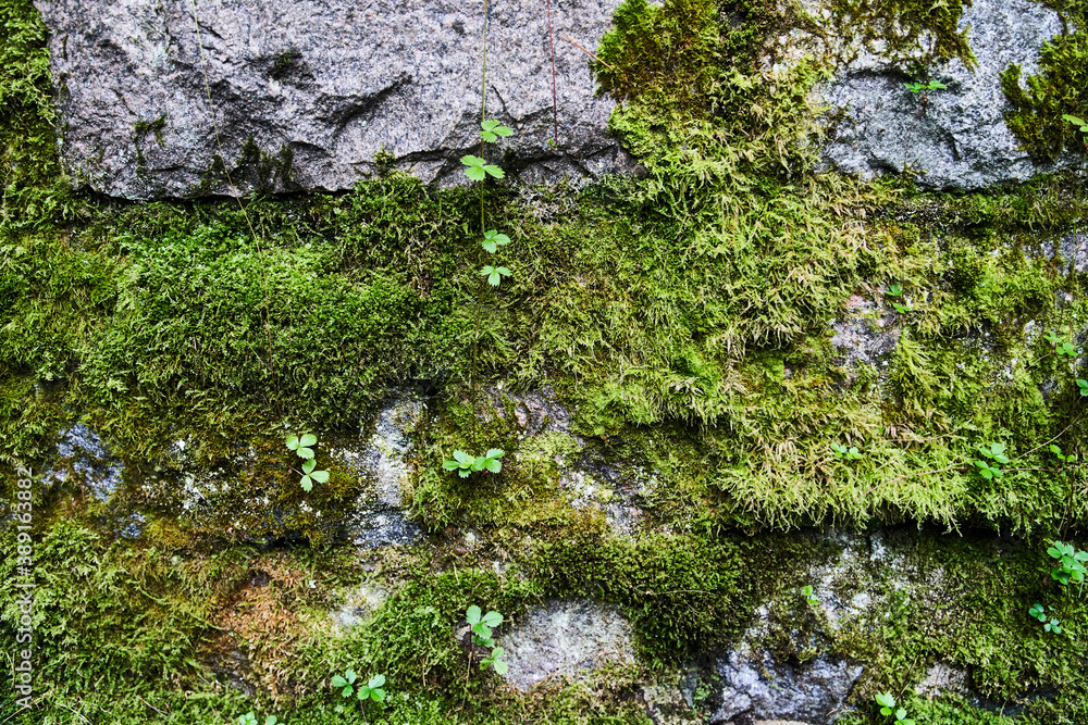 Green moss on old stones. Background. Texture. High-quality photo