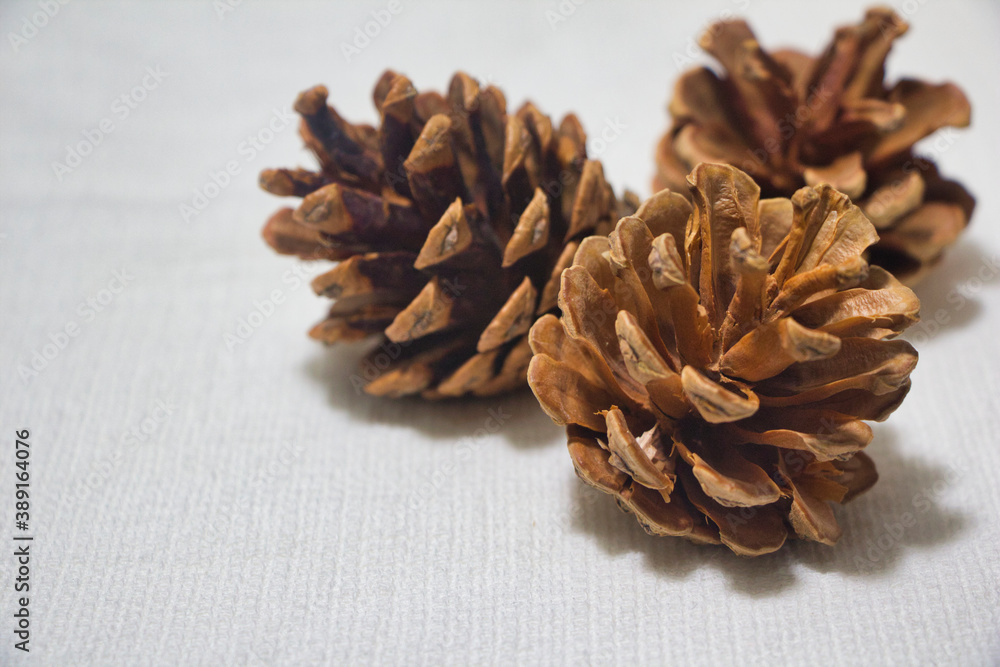 pine cones on white background pine cones on white background