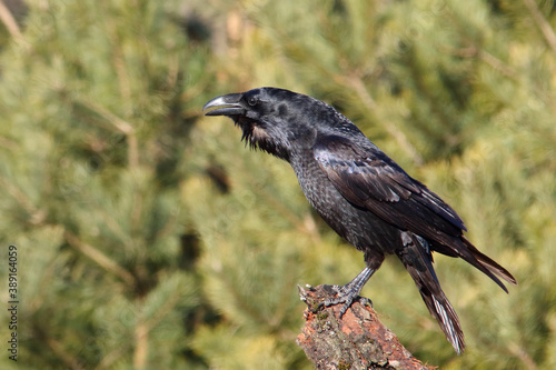 Common raven. Bird. Corvus corax