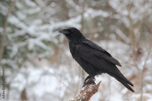 Common raven. Bird. Corvus corax © YaD