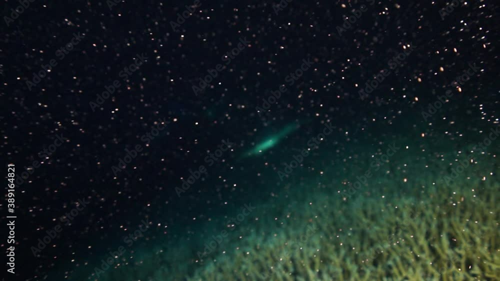 小笠原父島 エダサンゴの大産卵 スローモーション 小笠原父島 エダサンゴの大産卵 スローモーション