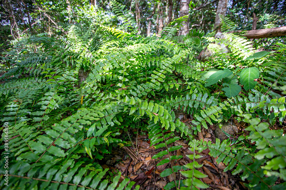 green fern in the forest green fern in the forest