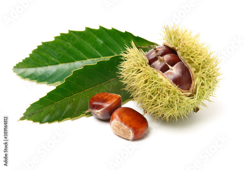 chestnuts on white background photo