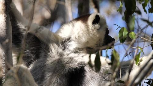 Sifaka Lemur Eating In A Tree, Kirindi National Park, Madagascar p1 photo