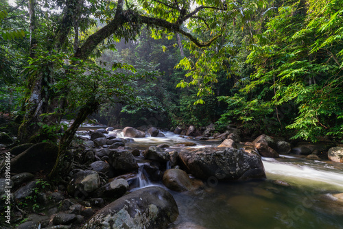 river in the forest