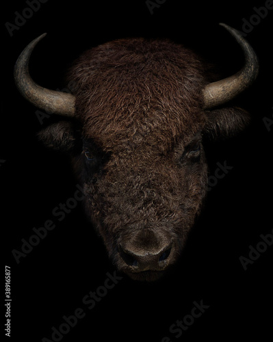 Obraz na płótnie American bison portrait on black background