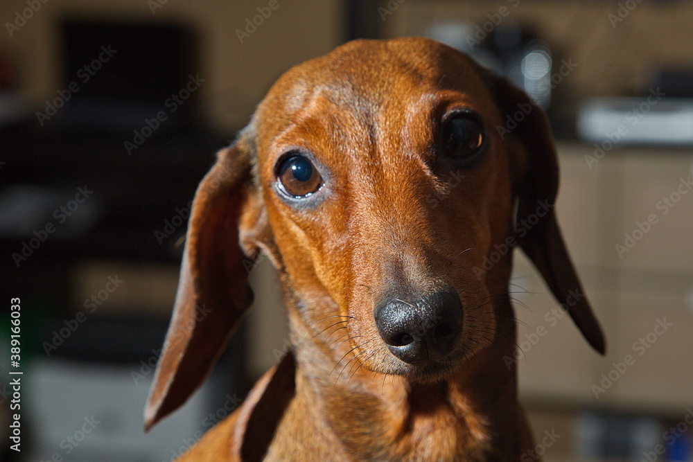 Portrait of a young red dachshund.