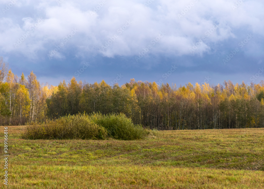 autumn landscape with colorful yellow trees in the background, foreground field, golden autumn, expressive sky, autumn time