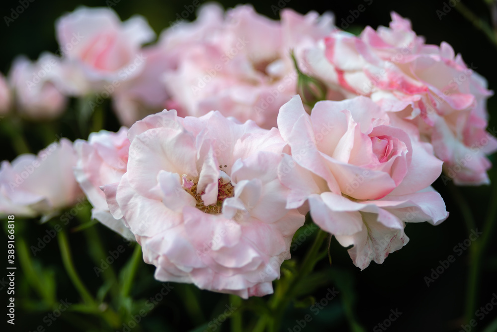 薔薇 薔薇