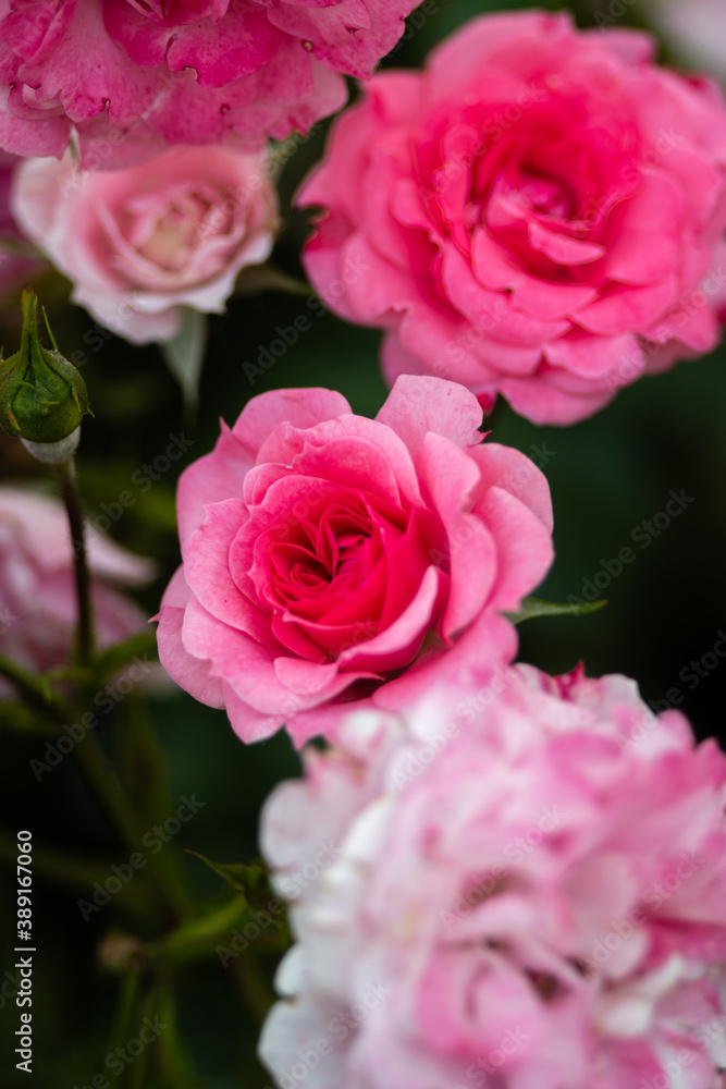 薔薇 薔薇
