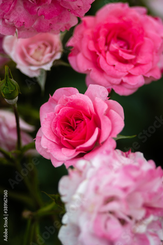 薔薇 © 俊彦 岡