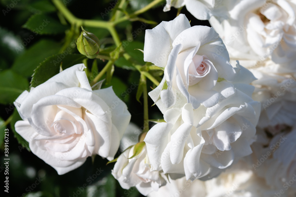 Obraz premium 薔薇