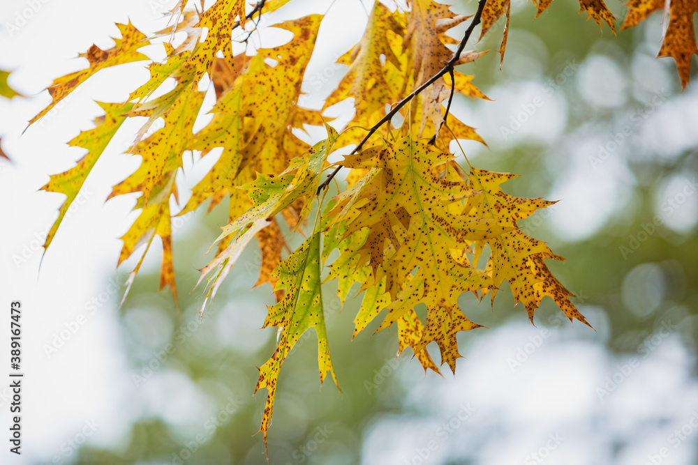 Autumn maple leaves and blue sky background outdoor Autumn maple leaves and blue sky background outdoor