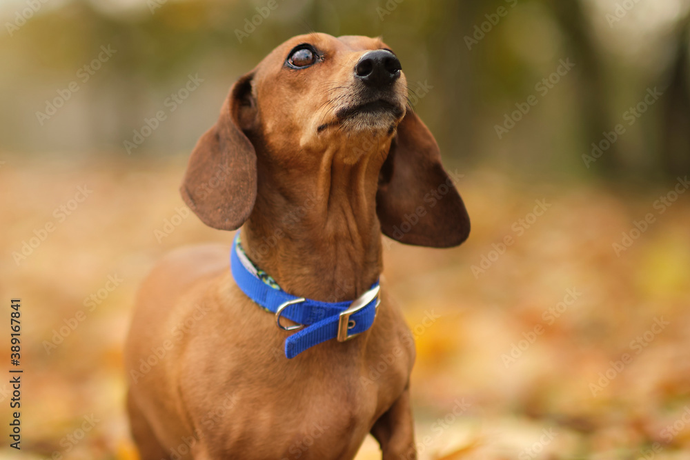 beautiful dachshund puppy dog with sad eyes dog portrait. close up. pet in autumn park. colorful autumn foliage
