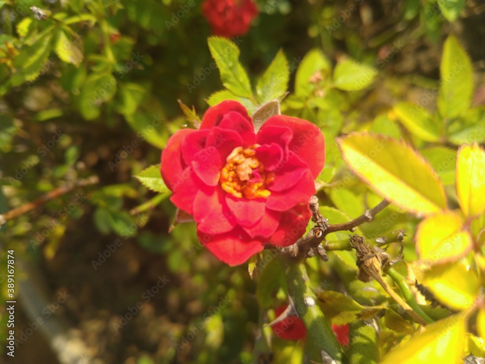 Rose Flower in the flower Pot Rose Flower in the flower Pot