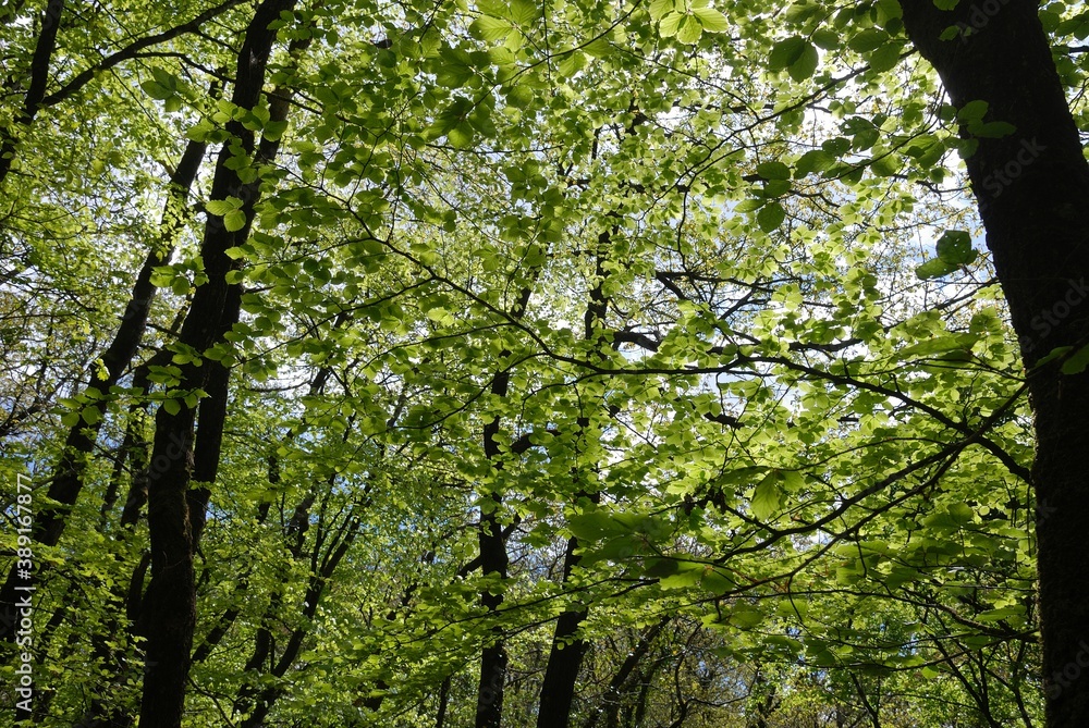 Fototapeta premium beeches in the forest in Brittany