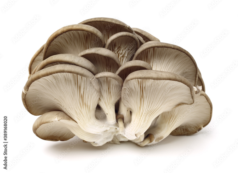 oyster mushroom on white background oyster mushroom on white background