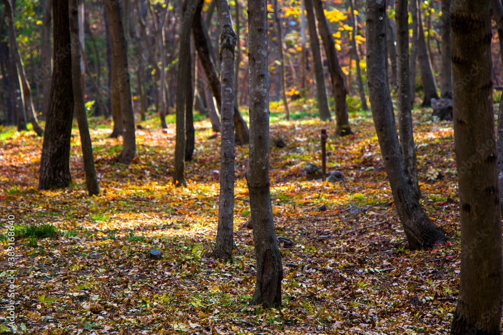 Autumn and fall forest and wild, autumn tree with yellow and red leaves Autumn and fall forest and wild, autumn tree with yellow and red leaves