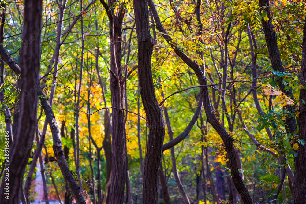 Autumn and fall forest and wild, autumn tree with yellow and red leaves