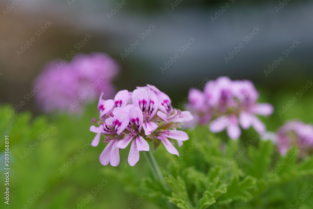 赤紫の花