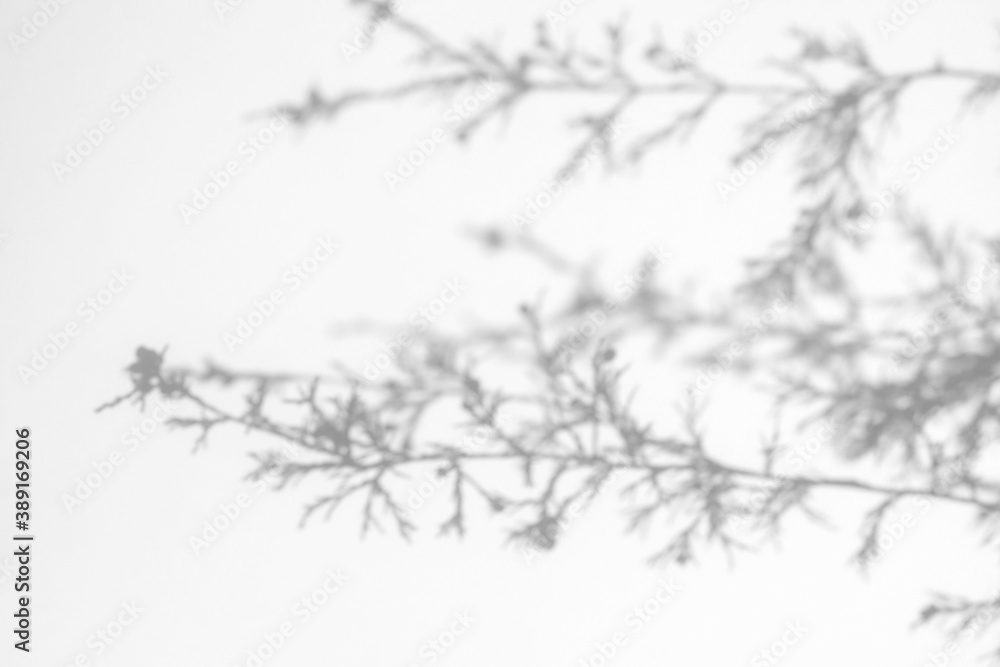 Obraz premium Blurred overlay effect for photo. Gray shadows of fir tree branches on a white wall. Abstract neutral nature concept background for design presentation. Shadows for natural light effects