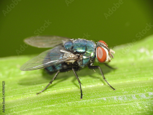 Green Fly on leaf