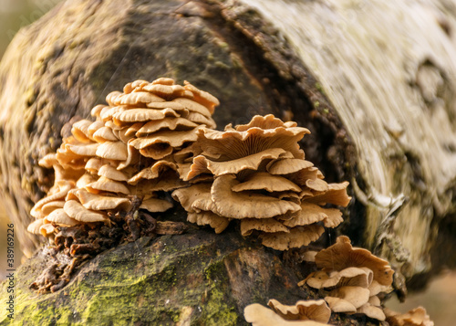 old beaver barked tree, tree trunk with autumn mushrooms, autumn