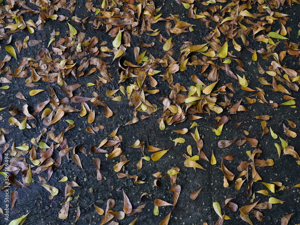 Black color land is filled with yellow and orange color dry leaves Black color land is filled with yellow and orange color dry leaves