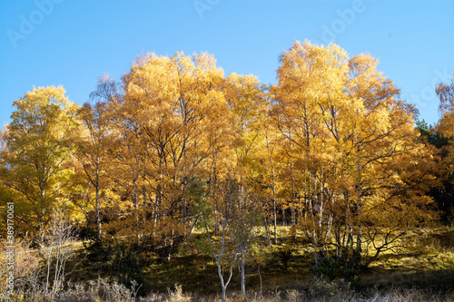 autumn in the forest