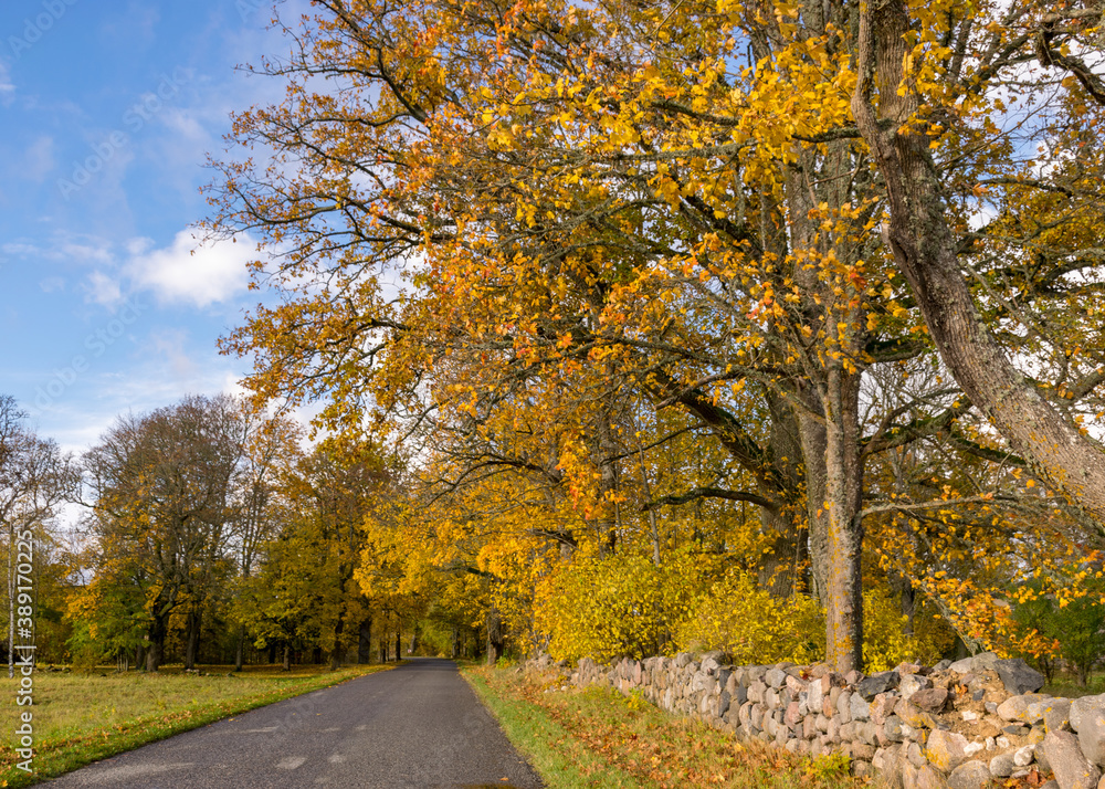Naklejka premium beautiful autumn landscape with colorful trees and road, golden autumn, November, autumn time