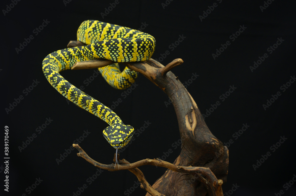 Naklejka premium Tropidolaemus wagleri