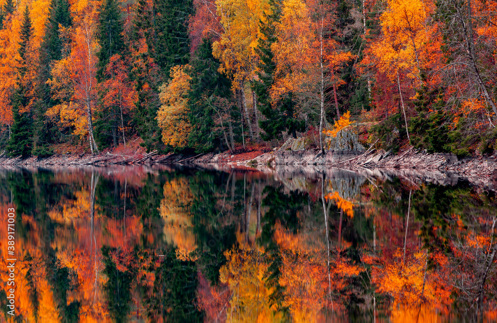 Autumn forest reflection in lake