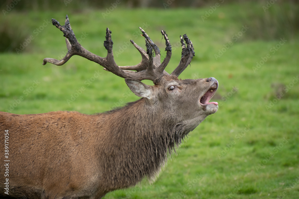 A close up of the head and shoulders of a red deer stag bellowing. It is during the rut and he has mud on his antlers A close up of the head and shoulders of a red deer stag bellowing. It is during the rut and he has mud on his antlers