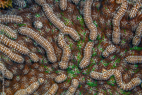 Grooved brain coral