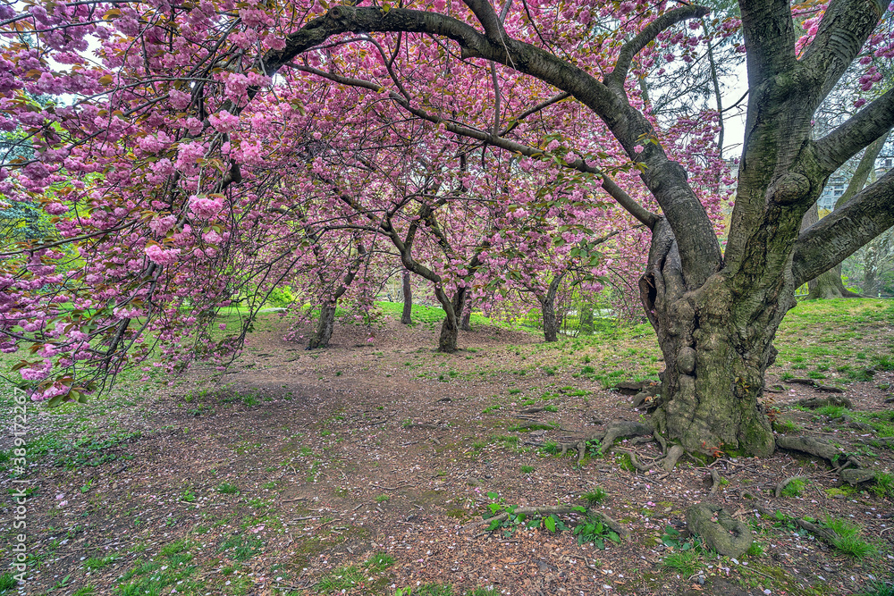 Japanese cherry tree in spring Japanese cherry tree in spring