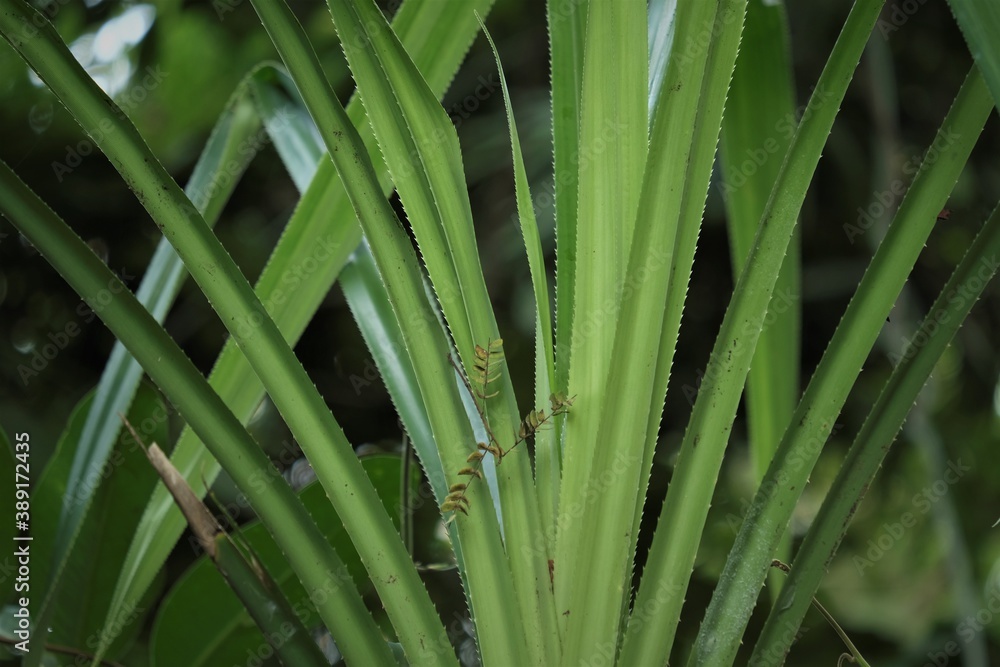 Pandanus is a genus of monocots, Common names include pandan, screw
