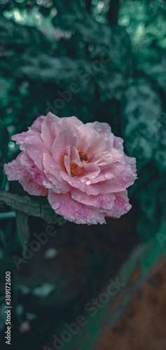 pink rose in water