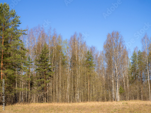 forest on a sunny day in spring