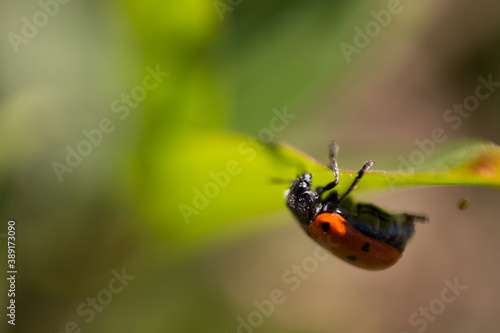 Muestra de fotografías macro de insectos y flores, con colores vivos y desenfoques con mucho contraste y luz, amarillos, azules, verdes, rosas, marrones y lineas 