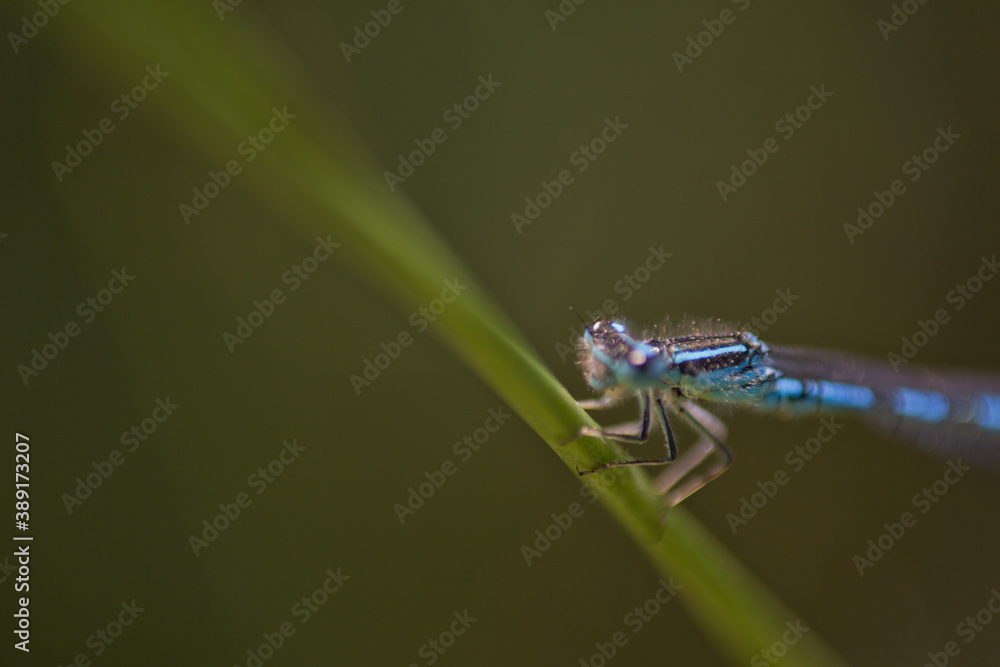 Muestra de fotografías macro de insectos y flores, con colores vivos y desenfoques con mucho contraste y luz, amarillos, azules, verdes, rosas, marrones y lineas Muestra de fotografías macro de insectos y flores, con colores vivos y desenfoques con mucho contraste y luz, amarillos, azules, verdes, rosas, marrones y lineas