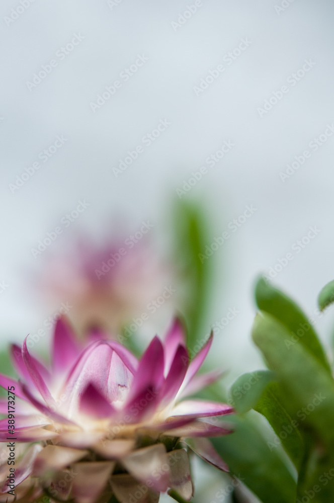 Strawflower and sky