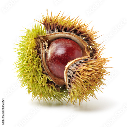 chestnut on a white background