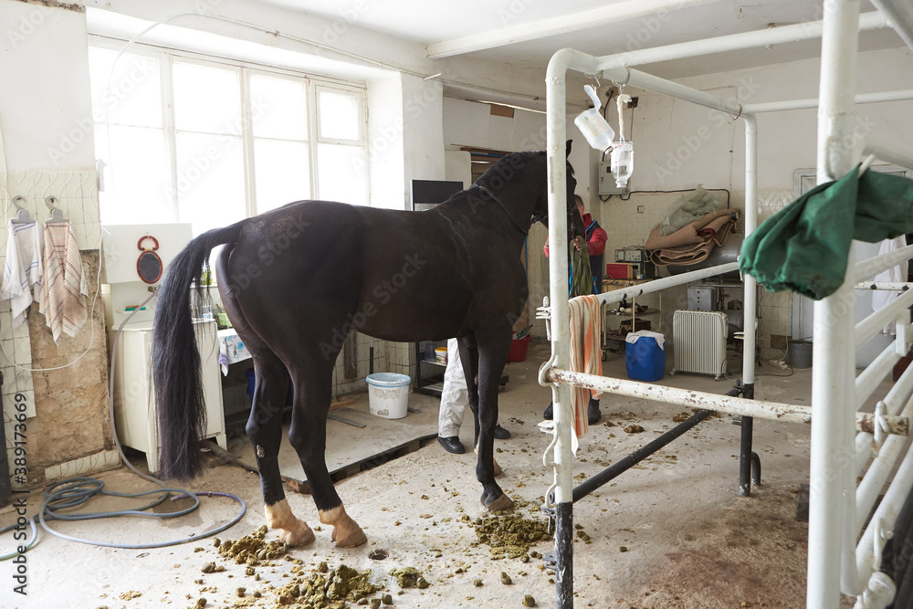 Veterinarian during medical exam of the horse. Veterinarian doctor with