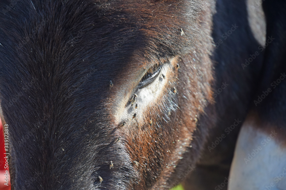 Animal de la ferme : mouches sur la tête d'un âne. Animal de la ferme : mouches sur la tête d'un âne.